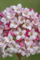 Viburnum x bodnantense 'Charles Lamont' floraison en hiver - janvier