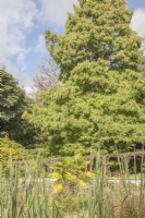 Vue sur Bog Garden, avec Typha latifolia syn. scirpe et palmier, aux arbres et au début - pergola de ferronnerie victorienne avec Fuchsia magellanica 'Riccartonii'.