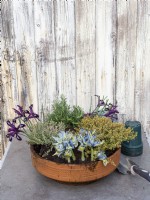 Plantez un pot en terre cuite avec des herbes et des premiers Iris reticulata