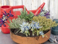 Plantez un pot en terre cuite avec des herbes et des premiers Iris reticulata, préparez-vous à arroser