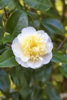 Camellia x williamsii 'Jury's Yellow' - mars