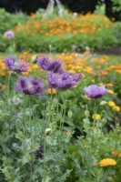 Papaver et Calendula (Pot Marigold) en long parterre de fleurs - Juin
