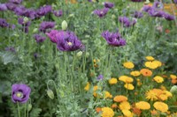 Papaver et Calendula (Pot Marigold) en long parterre de fleurs - Juin