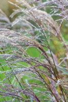 Miscanthus sinensis 'Starlight', une herbe ornementale compacte avec des panicules de graines blanches et douces de la fin de l'été, teintées de brun rougeâtre à l'automne.