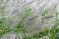 Pennisetum alopecuroides 'Hameln', herbe de fontaine chinoise, une herbe vivace formant des touffes portant de grandes têtes de graines hérissées d'août à l'automne.