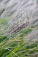 Pennisetum alopecuroides 'Hameln', herbe de fontaine chinoise, une herbe vivace formant des touffes portant de grandes têtes de graines hérissées d'août à l'automne.