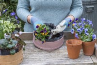 Étape par étape, planter des tamis à farine en bois avec des fleurs printanières. Étape 12 ; plante avec des altos de couleurs différentes.