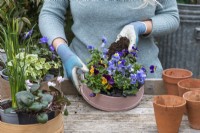 Étape par étape, planter des tamis à farine en bois avec des fleurs printanières. Étape 13 : remplissez les espaces entre les plantes avec du compost, raffermissez-les et arrosez abondamment.
