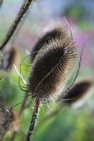 Dipsacus fullonum, cardère commune, une plante architecturale particulièrement appréciée pour ses têtes de graines.