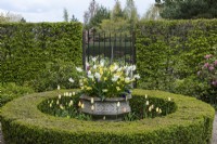Dans une petite cour entourée de haies de charmes, une grande urne en pierre est plantée de Narcisse 'Thalia', d'Erysimum 'Sunset Primrose' et de Tulipe blanche 'Purissima', et bordée d'un cercle de buis clippé.