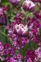Un assemblage de Tulipa 'Fontainebleu' et d'Erysimum 'Ruby Gem'.
