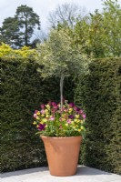 Un olivier sous-planté d'Erysimum 'Ruby Gem' et 'Sunset Primrose', sous des tulipes 'Weber's Parrot' et 'Negrita Parrot'
