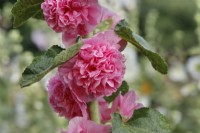 Alcea rosea 'Double fleur de pommier'