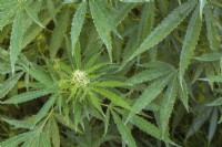 Cannabis sativa - Plants de marijuana à la fin de l'été - Septembre
