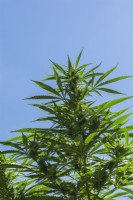 Cannabis sativa - Plante de marijuana à la fin de l'été - Septembre