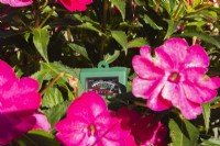 Luminance, humidité et pH-mètre 3 en 1 indiquant Impatiens - Les fleurs de baumier reçoivent un maximum de lumière - Septembre