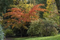Acer micranthum, érable à petites feuilles, a un feuillage vert qui, à l'automne, vire à l'orangé, au doré et au rouge. Planté dans le jardin d'azalées.