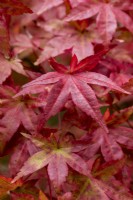 Acer palmatum 'Ginko-san', un petit érable japonais aux feuilles vertes fortement dentées qui, en automne, virent au rouge riche.