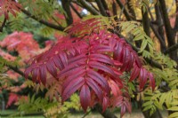 Sorbus ulleungensis 'Olympic Flame, le sorbier de l'île d'Ulleung, a de grandes feuilles vertes composées de nombreuses folioles qui, à l'automne, virent aux rouges et aux oranges vifs.