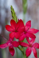 Hesperantha coccinea (anciennement Schizostylis), drapeau pourpre ou lys kaffir, a des épis de fleurs rouge vif pendant l'automne, à partir de septembre.