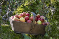 A l'automne, dans le potager, au creux d'un pommier séculaire repose une tonne en bois remplie de pommes à manger.