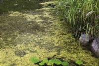 Chlorophyta - algues vertes dans l'étang à la fin de l'été - septembre