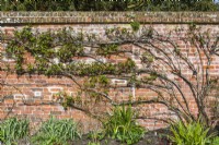 Rosa 'Souvenir de Claudius Denoyel' - rosier grimpant - au fond d'un massif herbacé, après taille et palissage sur un mur. mars