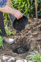 Plantation d'un rosier à racines nues. Étape 5. Ajoutez de la matière organique telle que du compost de jardin bien décomposé ou du fumier dans le trou de plantation.