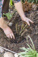 Plantation d'un rosier à racines nues. Étape 13. Continuez à remplir autour des racines avec le sol restant.