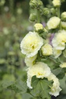Alcea rosea Chater's Double Group à fleurs jaunes