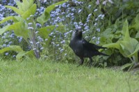 Corvus monedula - Choucas des tours sur la pelouse