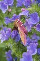 Deilephila elpenor - Elephant Hawk Moth reposant sur des fleurs d'échium