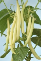 Phaseolus vulgaris 'Sonesta' Haricot vert nain Juillet