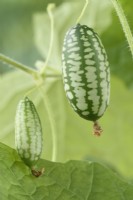 Melothria scabra Cucamelon Souris melon Août