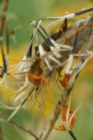 Tagetes tenuifolia 'Golden Gem' Signet Marigolds Seeds commençant à tomber de la fleur morte Septembre