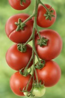 Solanum lycopersicum Tomate 'Ailsa Craig' Syn. Lycopersicon esculentum Un fruit fendu ou fêlé Août