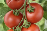 Solanum lycopersicum Tomate 'Ailsa Craig' Syn. Lycopersicon esculentum Un fruit fendu ou fêlé Août