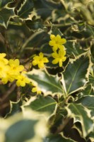 Jasminum nudiflorum - syn. sieboldianum - avec Ilex aquifolium 'Argentea Marginata' - décembre.