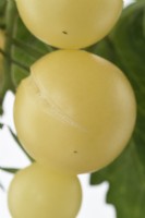 Solanum lycopersicum 'White Cherry' Tomate cerise Fruit fendu Syn. Lycopersicon esculentum Août