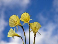 Narcissus cantabricus - jupon cerceau blanc hiver mi-février Norfolk