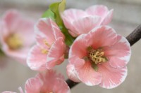 Chaenomeles 'Madame Butterfly' - coing japonais. gros plan de fleurs. avril