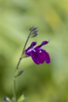 Salvia 'Nachtvlinder', sauge, vivace arbustive portant des fleurs violet-marron foncé de mai à novembre.