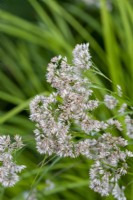 Luzula nivea, snow rush, une vivace persistante aux grappes de fleurs blanches à partir de juillet.