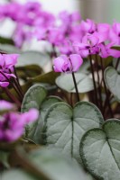 Cyclamen coum Groupe Nymans