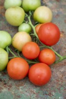 Tomate 'Cocktail Crush' - Solanum lycopersicum