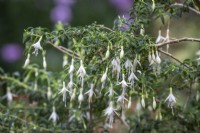Fuchsia magellanica 'Tête de faucon'