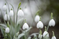 Galanthus 'Mélanie Broughton'