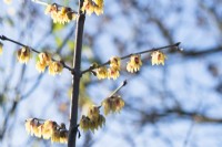 Chimonanthus praecox 'Grandiflorus' - Wintersweet - Janvier.