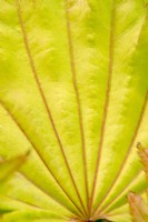 Acer shirasawanum 'Aureum' - Érable doré de la pleine lune