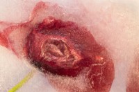 Papaver rhoeas - Fleur de pavot commune congelée dans la glace